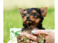 yorkshire-terrier-puppies-for-sale-in-new-york-small-2