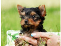 yorkshire-terrier-puppies-for-sale-in-new-york-small-4