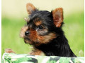 yorkshire-terrier-puppies-for-sale-in-new-york-small-1