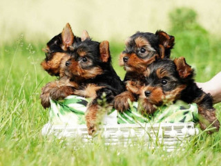 Yorkshire Terrier Puppies for Sale in New York