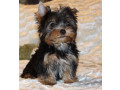 sweet-yorkshire-terrier-looking-for-a-family-in-chicago-il-small-0