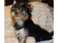 sweet-yorkshire-terrier-looking-for-a-family-in-chicago-il-small-2