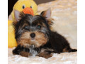 sweet-yorkshire-terrier-looking-for-a-family-in-chicago-il-small-1