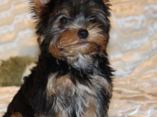 Sweet Yorkshire Terrier Looking for a Family in Chicago (IL)