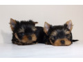 yorkies-for-sale-in-dallas-tx-small-3