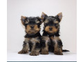 yorkies-for-sale-in-dallas-tx-small-2