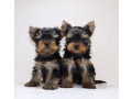 yorkies-for-sale-in-dallas-tx-small-0