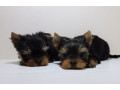 yorkies-for-sale-in-dallas-tx-small-1