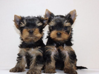 Yorkies for Sale in Dallas (TX)