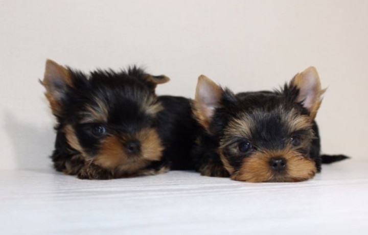 yorkies-for-sale-in-dallas-tx-big-3