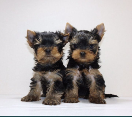 yorkies-for-sale-in-dallas-tx-big-2