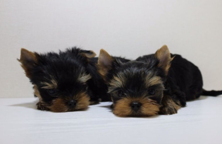 yorkies-for-sale-in-dallas-tx-big-1