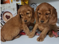 buy-american-cocker-spaniel-puppies-in-phoenix-az-small-0