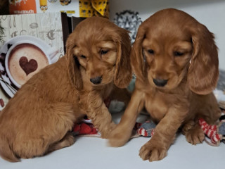 Buy American Cocker Spaniel Puppies in Phoenix, AZ