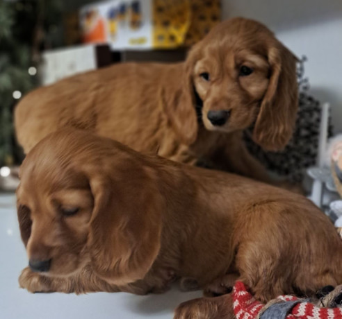 buy-american-cocker-spaniel-puppies-in-phoenix-az-big-4