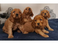 american-cocker-spaniel-puppies-available-for-reservation-in-san-jose-ca-small-3