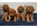 american-cocker-spaniel-puppies-available-for-reservation-in-san-jose-ca-small-0