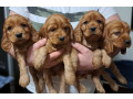 american-cocker-spaniel-puppies-available-for-reservation-in-san-jose-ca-small-2