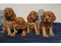 american-cocker-spaniel-puppies-available-for-reservation-in-san-jose-ca-small-1