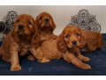 american-cocker-spaniel-puppies-available-for-reservation-in-san-jose-ca-small-4