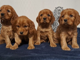 American Cocker Spaniel Puppies Available for Reservation in San Jose, CA