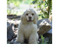 male-american-cocker-spaniel-looking-for-a-home-in-manhattan-ny-small-0