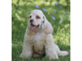 male-american-cocker-spaniel-looking-for-a-home-in-manhattan-ny-small-4