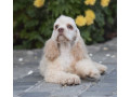 male-american-cocker-spaniel-looking-for-a-home-in-manhattan-ny-small-1