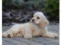 male-american-cocker-spaniel-looking-for-a-home-in-manhattan-ny-small-2