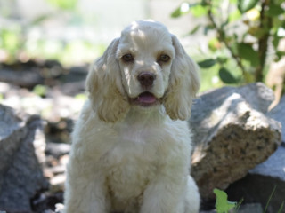 Male American Cocker Spaniel Looking for a Home in Manhattan, NY