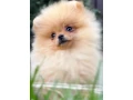 pomeranian-spitz-girl-baby-4-months-old-small-1