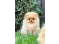 pomeranian-spitz-girl-baby-4-months-old-small-2