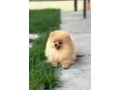 pomeranian-spitz-girl-baby-4-months-old-small-0