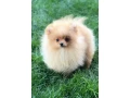 pomeranian-spitz-girl-baby-4-months-old-small-3