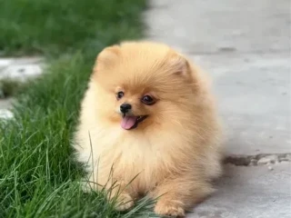 Pomeranian Spitz girl baby 4 months old