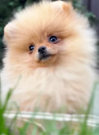 pomeranian-spitz-girl-baby-4-months-old-big-1