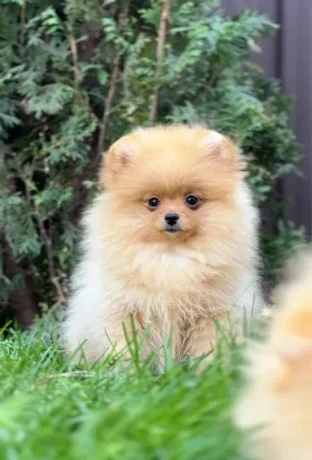 pomeranian-spitz-girl-baby-4-months-old-big-2