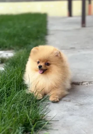 pomeranian-spitz-girl-baby-4-months-old-big-0