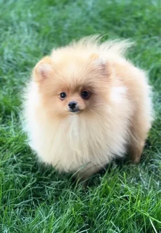 pomeranian-spitz-girl-baby-4-months-old-big-3