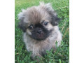 male-pekingese-for-sale-in-jackson-nj-small-0