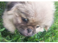 male-pekingese-for-sale-in-jackson-nj-small-3