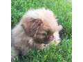 male-pekingese-for-sale-in-jackson-nj-small-2