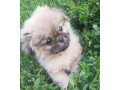 male-pekingese-for-sale-in-jackson-nj-small-1