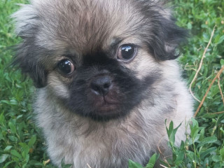 Male Pekingese for Sale in Jackson, NJ