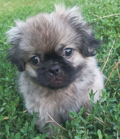 male-pekingese-for-sale-in-jackson-nj-big-0