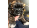 pekingese-puppies-for-sale-in-san-diego-ca-small-3