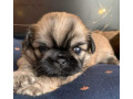 pekingese-puppies-for-sale-in-san-diego-ca-small-2