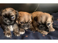 pekingese-puppies-for-sale-in-san-diego-ca-small-0