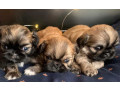 pekingese-puppies-for-sale-in-san-diego-ca-small-1