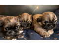 pekingese-puppies-for-sale-in-san-diego-ca-small-4